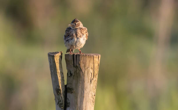 istock Closeup of a chubby warbler bird looking to the side while standing on a log during sunset 1464077013