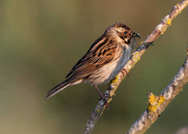 istock Cute bird eating an insect on a branch of a tree 1464077029