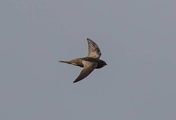 istock Cute swift bird flying in the blue sky 1464077037