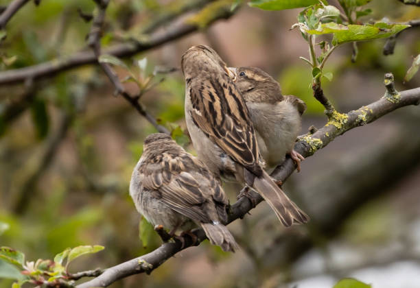 istock Sparrows on a branch of a blooming tree 1464077255
