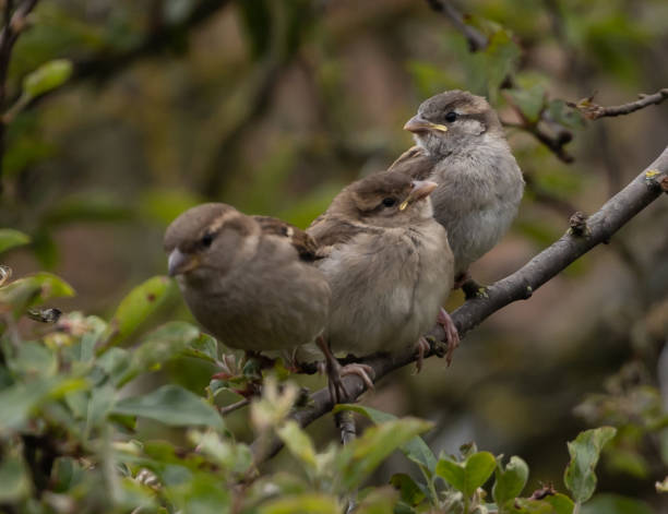 istock Thin branch in the woods with a triplet of gray-brown warblers perched on it 1464077258