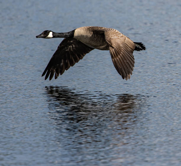 istock Selective focus shot of a Canada goose flying low over a lake with its hazy reflection below it 1464077477