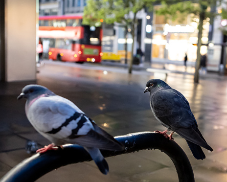 A couple of pigeons on the street at night