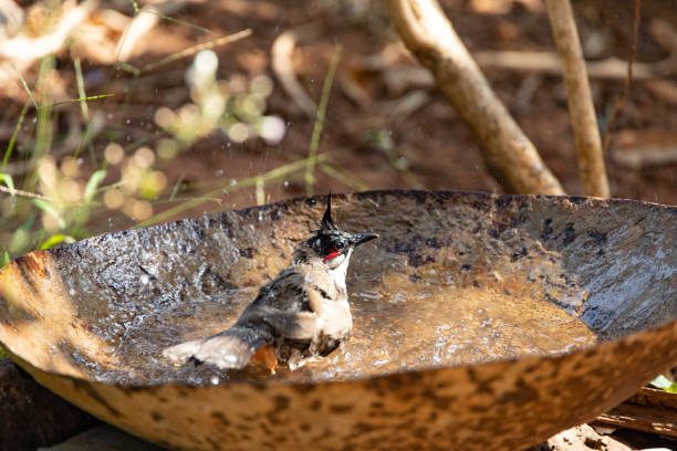 istock Selective focus of wild birds playing on the stacked water on a rustic object in a park 1464078094