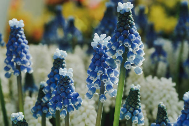 istock The Beauty of  The Netherlands 1464078330
