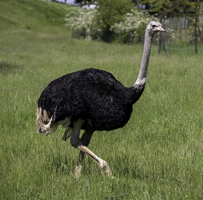 An ostrich trotting around on a field of grass at Whipsnade Zoo