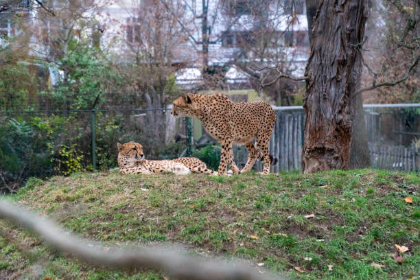 istock Beautiful shot of cheetahs inside a zoo 1464078994