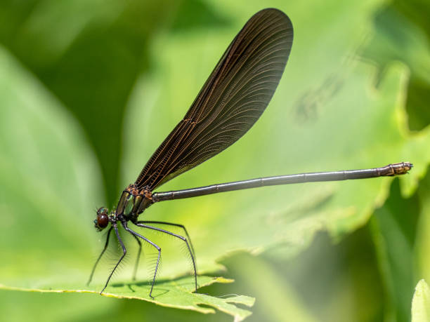 istock Macro shot of a damselfly on a green leaf 1464080303