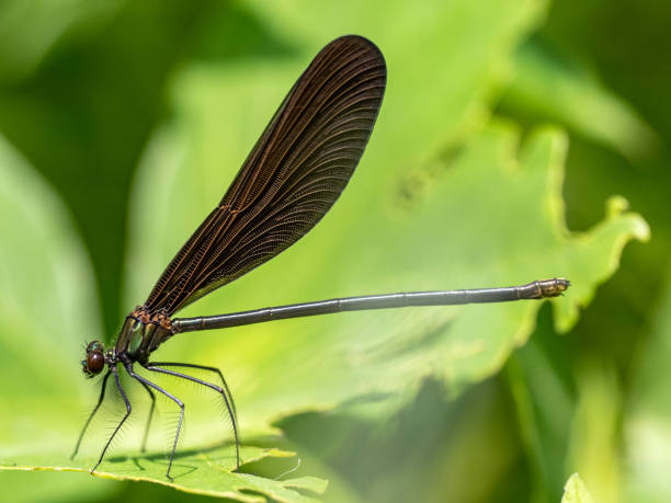 istock Macro shot of a damselfly on a green leaf 1464080315