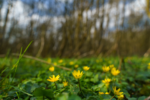 A closeup shot of yellow Buttercup flowers in a field on a blurred background