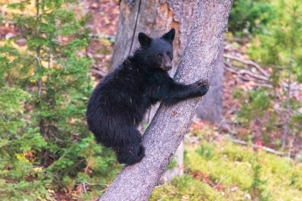 istock Cute black bear cub climbing a tree in a sunny forest 1464080778