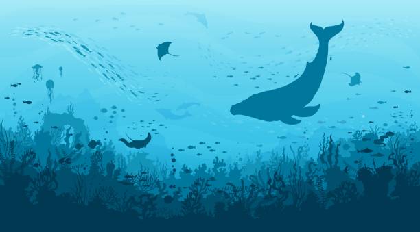 ilustraciones, imágenes clip art, dibujos animados e iconos de stock de paisaje submarino, cachalote, banco de peces - cachalote