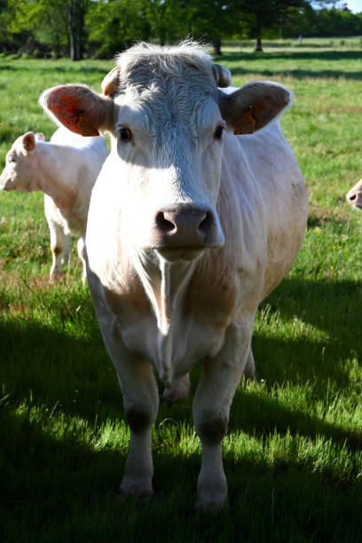 istock A white cow in a green meadow 1464081064