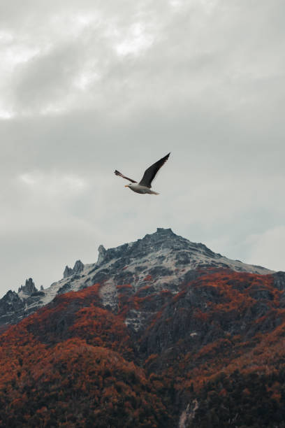 Freedom! Eagle bird flying above Allgau Bavarian alps – Fussen and Schwangau - Germany