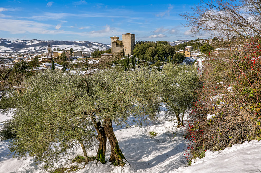 A splendid winter scenery of a medieval village in Umbria, central Italy, among snow-capped olive groves and dog rose plants. An important city since Roman times, Gualdo Tadino rises along the ancient consular Via Flaminia, traced by the Romans. Its history runs throughout the Middle Ages and, despite having been partially destroyed and sacked numerous times and placed under the dominion of Perugia, this ancient Umbrian center still retains its medieval charm. The Umbria region, considered the green lung of Italy for its wooded mountains, is characterized by a perfect integration between nature and the presence of man, in a context of environmental sustainability and healthy life. In addition to its immense artistic and historical heritage, Umbria is famous for its food and wine production and for the high quality of the olive oil produced in these lands. Image in high definition quality.