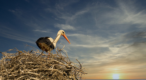 storks in the nest with cloudy sky in the background