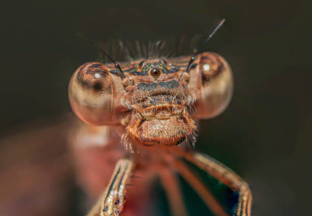 istock damlselfly head taken with macro photography. 1464081960