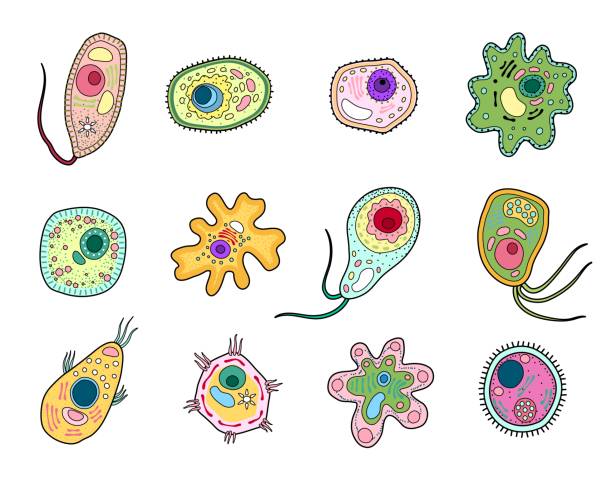 Protista, protozoa or amoeba microorganism cells Protista, protozoa or amoeba microorganism, ameba cells and unicellular organism, vector. Bacteria in lab microscope, amoeba protista or protozoan cells structure, protist biology, microbiology chlamydomonas stock illustrations