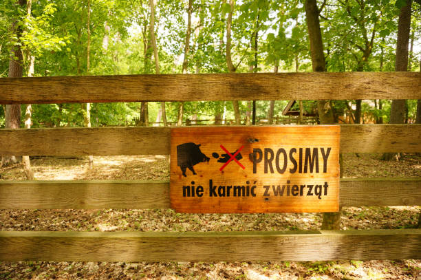 A wooden sign warning about feeding the pigs in a protected area