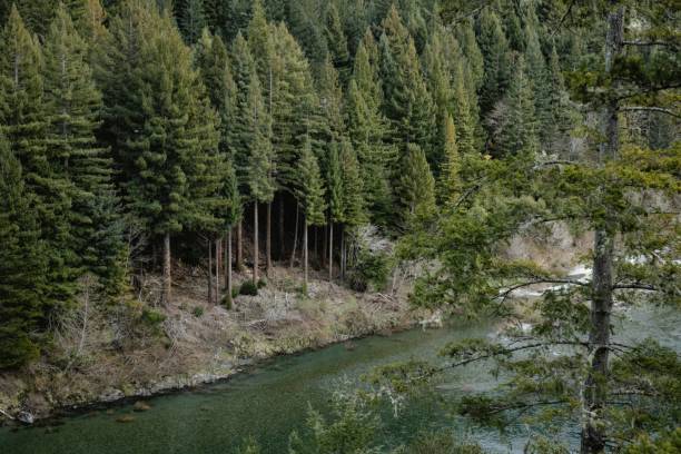 istock Aerial view of a river stream surrounded by forests 1464083160