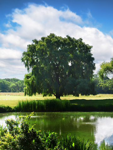 Willow tree in a meadow on a summer day