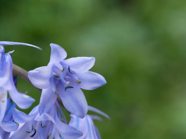 istock blossom bellflower macro close u 1464084191