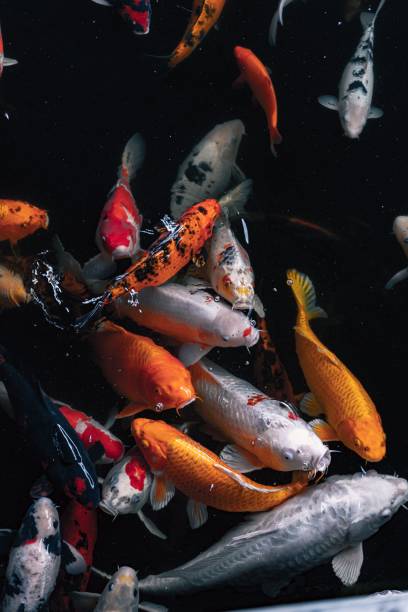 istock Closeup of group of swimming fish 1464084985