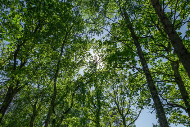 istock Low angle shot of fresh green trees in the forest 1464089783