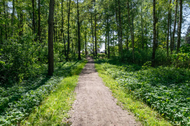 istock Beautiful view of path surrounded by fresh greenery in the forest 1464089788