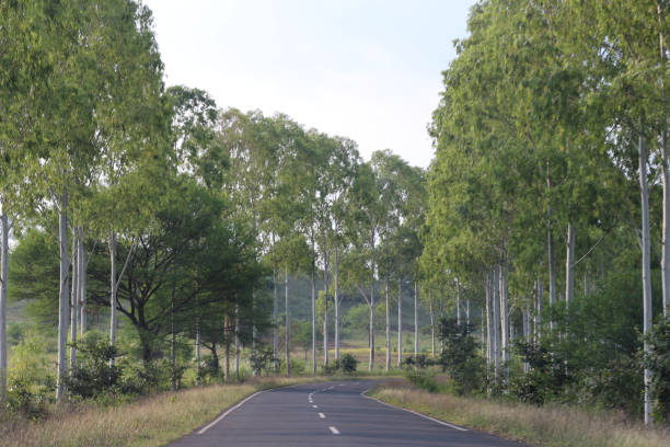 Scenic view of empty asphalt road along with trees
