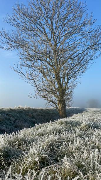 frostiger morgen - suffolk winter england fog fotografías e imágenes de stock