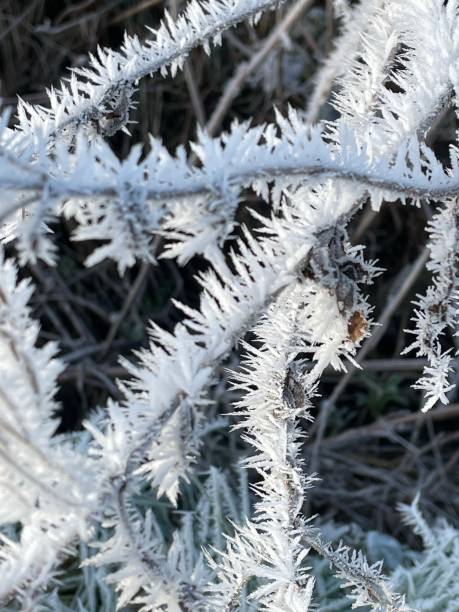 mroźne poranne kryształki lodu - suffolk winter england fog zdjęcia i obrazy z banku zdjęć