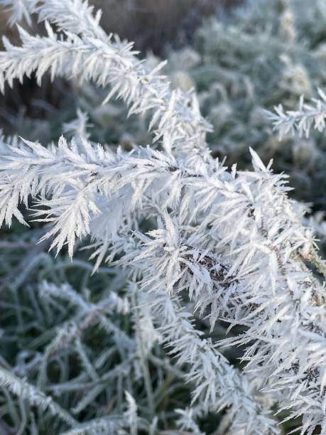 cristales de hielo helados de la mañana - suffolk winter england fog fotografías e imágenes de stock