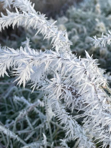 mroźne poranne kryształki lodu - suffolk winter england fog zdjęcia i obrazy z banku zdjęć