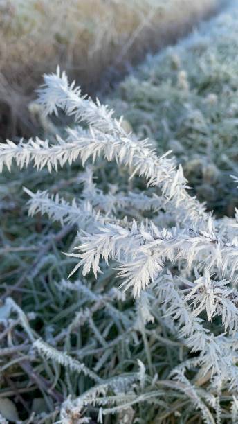 cristales de hielo helados de la mañana en la planta - suffolk winter england fog fotografías e imágenes de stock