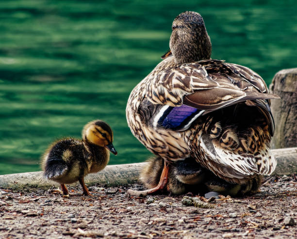 istock Closeup of ducks perched on a dock surrounded by a lake in the daylight 1464091108