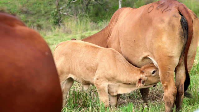 Young calf drinking milk from a cow's udder in a paddock