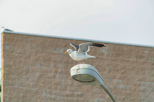 A selective focus shot of a seagull with open wings on a street light