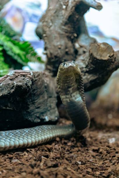 istock Closeup of Cobra snake near tree bark 1464091390