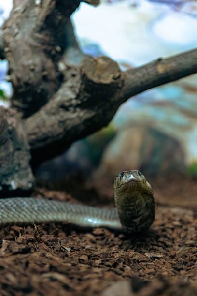istock Closeup of Cobra snake near tree bark 1464091405
