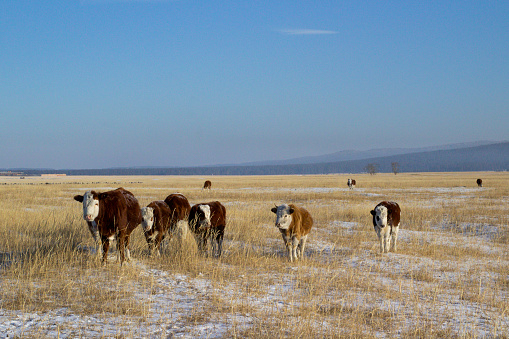 Herd of cows grazing in winter snow field