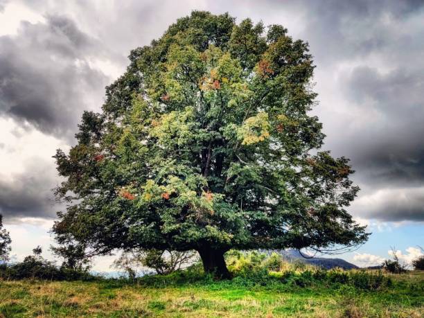 istock Oak tree in a meadow under the cloudy sky 1464093856
