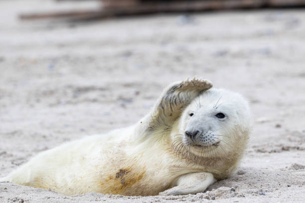 istock A  seal pup lying in the sand. 1464094158