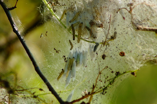 A nest of ermine moths on a bush. Many have already pupated. The bush is no longer identifiable because of the bare branches.