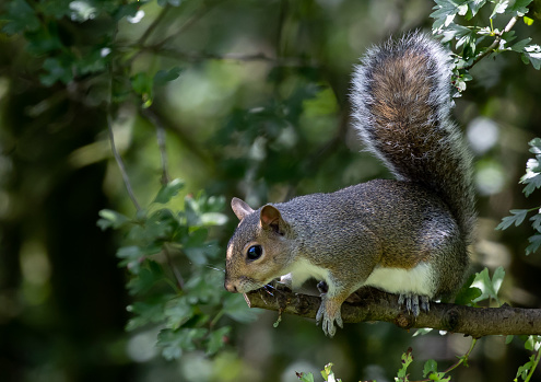 A closeup of a cute gray squirrel on the tree branch.