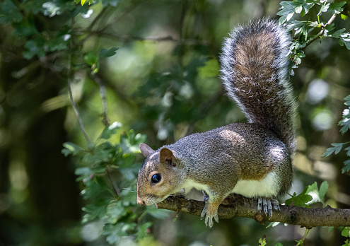 A closeup shot of a squirrel on a tree branch