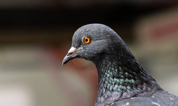 istock Closeup of a pigeon. Shallow focus. 1464094731