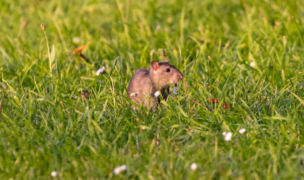 istock Large striped field mouse on a meadow 1464094750
