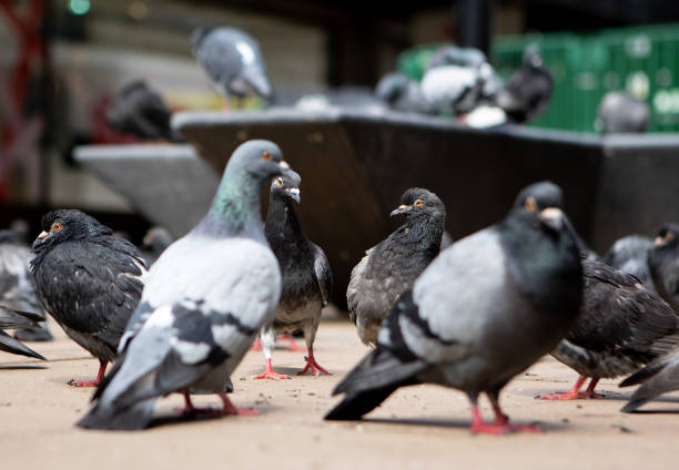 istock Group of pigeons on the pavement 1464094761