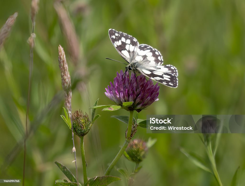 Primer Plano De Una Mariposa Blanca Jaspeada Melanargia Galathea Sobre Una  Flor De Trébol Foto de stock y más banco de imágenes de Ala de animal -  iStock